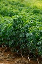 Cassava crops Royalty Free Stock Photo