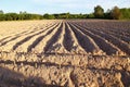 Cassava cultivation