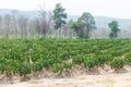 Cassava detail landscape nature