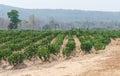 Cassava detail landscape nature