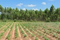 Cassava and Eucalyptus plantation