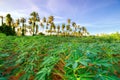 Cassava farm field that plant in row with coconut trees in background and clear blue sky selective focus Royalty Free Stock Photo