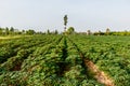 Cassava farm green plant agriculture view landscape.