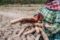 Cassava and farmer in fields tapioca, gardener holding cassava root in farm