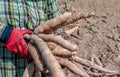 Cassava and farmer in fields tapioca, gardener holding cassava root in farm