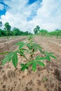 Cassava farmland