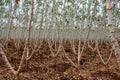 Cassava field