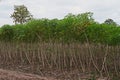 cassava field in rainfed area Royalty Free Stock Photo
