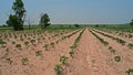 Cassava field in sandy soil Royalty Free Stock Photo