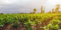 Cassava field with workers.