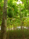 cassava garden with papaya california tree intercropping