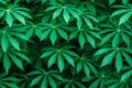 Cassava Green Leaves Pattern