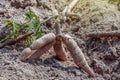 Cassava on the ground for planting, cassava for tapioca flour industry, raw yucca tuber Royalty Free Stock Photo