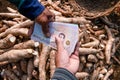 Cassava and hands holding banknote money thai baht, money in manioc planting, money in cassava agricultural land, tapioca trading
