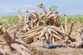 Cassava harvested in farmland.