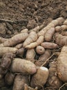 Cassava head in farming plots