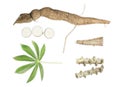 Cassava isolated on white background, cassava for tapioca flour industry
