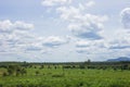 Cassava landscapes farm Royalty Free Stock Photo