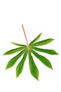 Cassava leaf