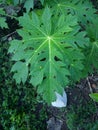 cassava leaf images for posters or thumbnails