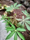 Cassava Leaf Plant Royalty Free Stock Photo