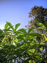 Cassava Leaves Amidst the Vibrance of a Sunny Day