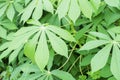 Cassava leaves in Ben Tre Province, Vietnam