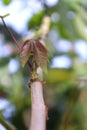 Cassava leaves or called manihot utilissima