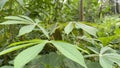 cassava leaves