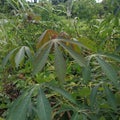 Cassava Leaves Royalty Free Stock Photo