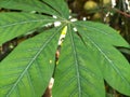 Cassava Leaves