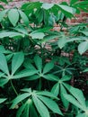 Cassava leaves