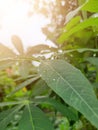 cassava leaves with dewdrops in the morning and the morning sun Royalty Free Stock Photo