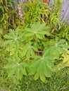 Cassava leaves, dominantly green, can be made into vegetables.