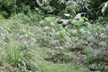 Cassava leaves with gray ashes after volcanic ash rain Royalty Free Stock Photo