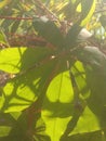 cassava leaves