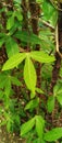 Cassava leaves are green for background,walpaper design