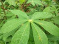 Cassava leaves are green and fresh