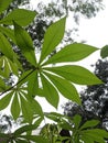 Cassava leaves that grow well