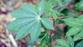 Cassava leaves