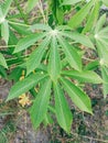 Cassava leaves are green and have many benefits