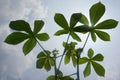 Cassava leaves in a sunny garden