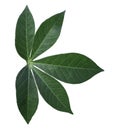 Cassava leaves