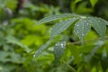 Cassava, Mandioa, Manioc, Tapioca trees Manihot esculenta, young green leaves, selected focus Royalty Free Stock Photo