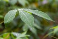 Cassava, Mandioa, Manioc, Tapioca trees Manihot esculenta, young green leaves, selected focus Royalty Free Stock Photo