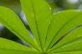 Cassava, Mandioa, Manioc, Tapioca trees Manihot esculenta, young green leaves, shallow focus Royalty Free Stock Photo