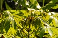 Cassava, Mandioa, Manioc, Tapioca trees (Manihot esculenta), young green leaves, shallow focus Royalty Free Stock Photo