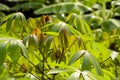 Cassava, Mandioa, Manioc, Tapioca trees (Manihot esculenta), young green leaves, shallow focus Royalty Free Stock Photo