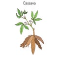 Cassava Manihot esculenta , or Brazilian arrowroot, manioc, tapioca, plant with leaves and tubers Royalty Free Stock Photo