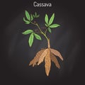 Cassava Manihot esculenta , or Brazilian arrowroot, manioc, tapioca, plant with leaves and tubers Royalty Free Stock Photo